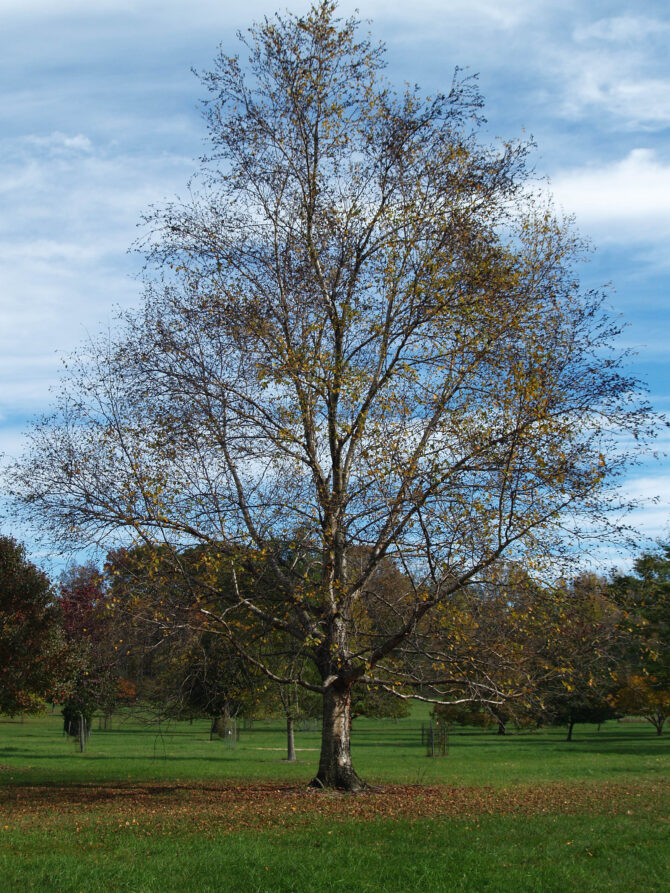 BETULA alleghaniensis - Yellow Birch