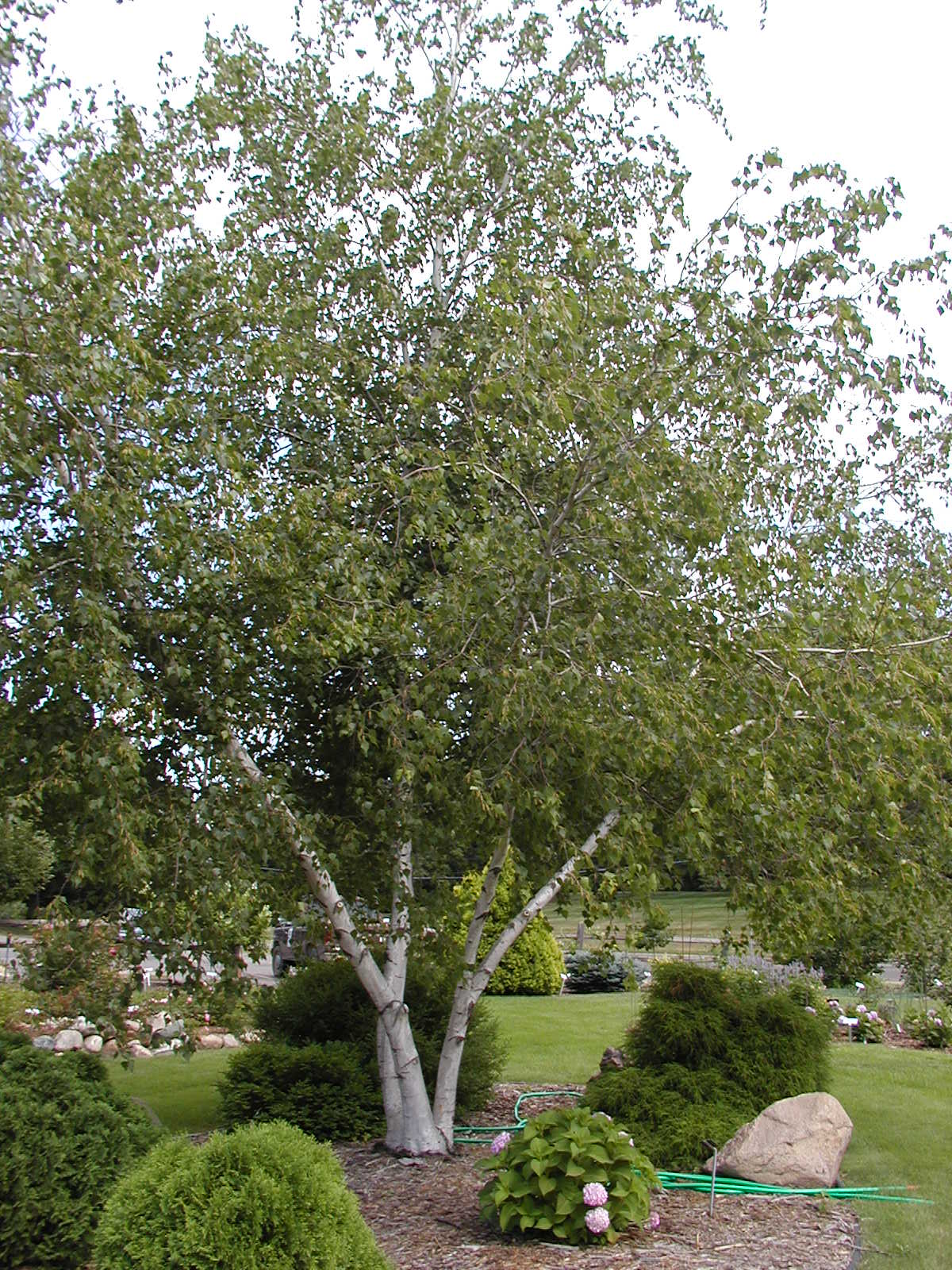 Buy Gray Birch Tree (Betula populifolia), FREE SHIPPING, Wilson Bros  Gardens