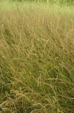 BOUTELOUA curtipendula - Side Oats Grama Grass
