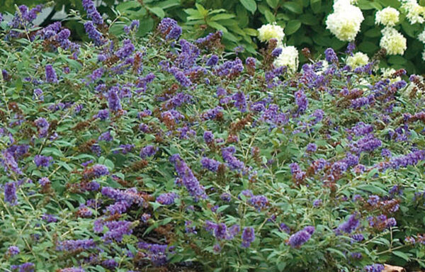 BUDDLEIA  Lo & Behold® ‘Blue Chip’ P.P. 19991