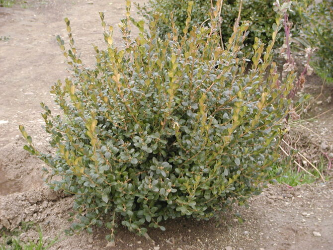 BUXUS microphylla v. jap. 'Sunnyside' - Sunnyside Boxwood