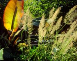CALAMAGROSTIS arundinacea 'Brachytricha' - Korean Feather Reed Grass