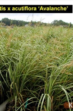 CALAMAGROSTIS x acutiflora 'Avalanche' - Avalanche Reed Grass