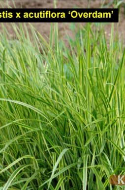 CALAMAGROSTIS x acutiflora 'Overdam' - Overdam Reed Grass