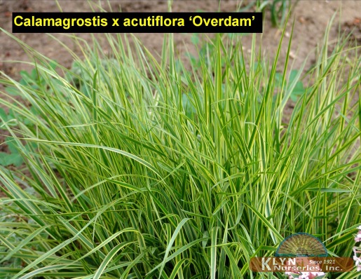 CALAMAGROSTIS x acutiflora 'Overdam' - Overdam Reed Grass