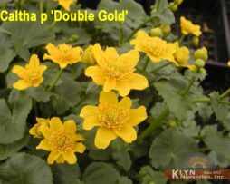 CALTHA palustris 'Double Gold' - Double Gold Marsh Marigold