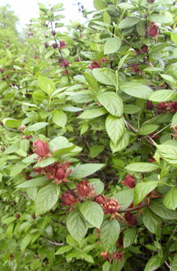 CALYCANTHUS floridus - Sweetshrub