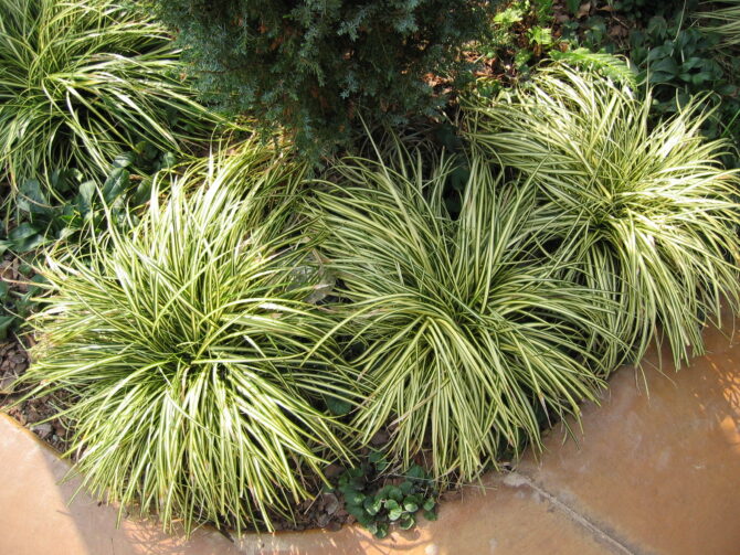 CAREX oshimensis 'Aureo-variegata' - Variegated Japanese Sedge Grass