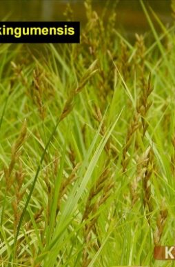 CAREX muskingumensis - Palm Sedge Grass