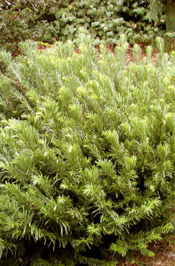 CEPHALOTAXUS harringtonia 'Duke Garden' - Duke Garden Japanese Plum Yew