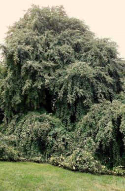CERCIDIPHYLLUM japonicum 'Amazing Grace' - Amazing Grace Weeping Katsura Tree