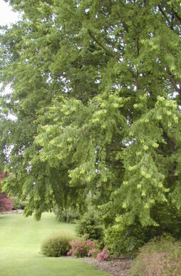 CERCIDIPHYLLUM japonicum - Katsura Tree