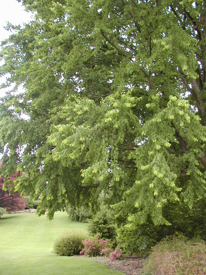 CERCIDIPHYLLUM japonicum - Katsura Tree