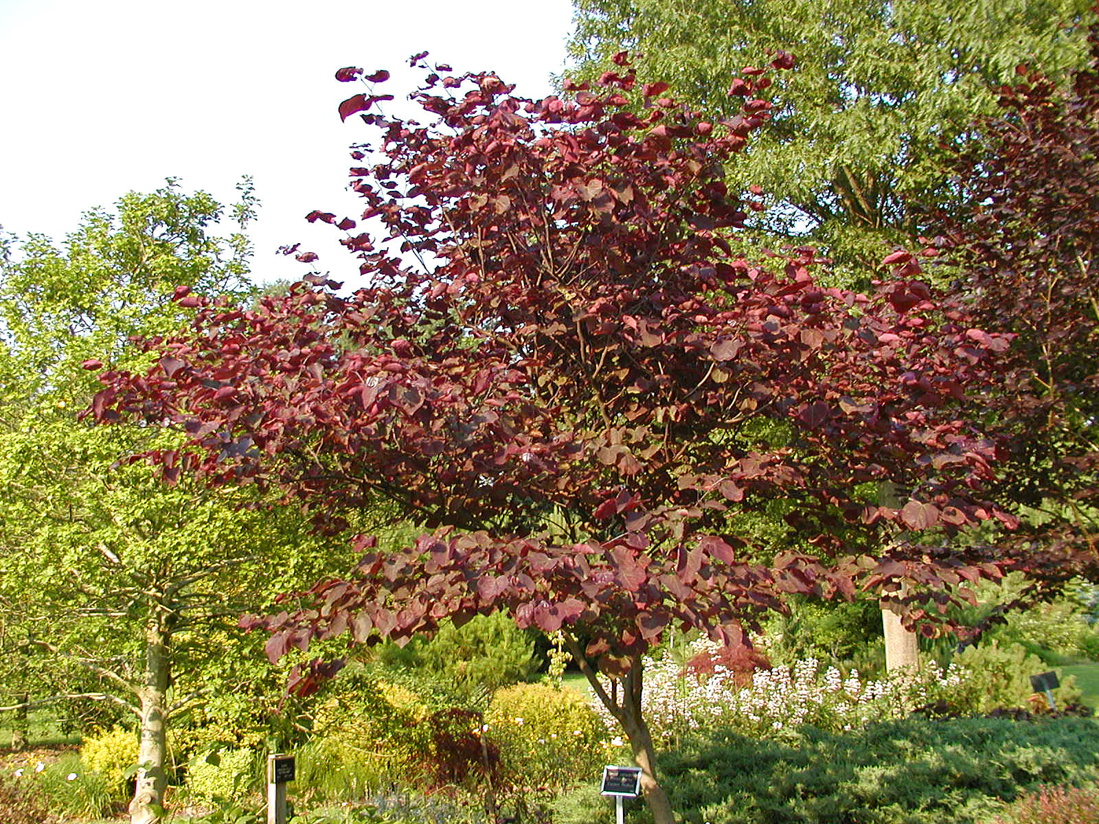 CERCIS canadensis ‘Forest Pansy’