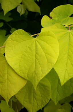 CERCIS canadensis 'Hearts of Gold' - Hearts of Gold Redbud