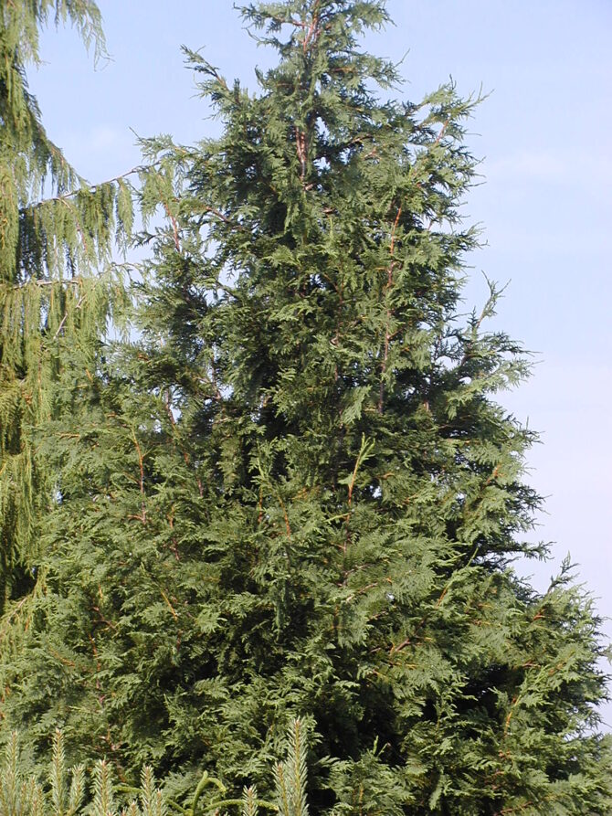 CHAMAECYPARIS nootkatensis 'Glauca' - Blue Nootka False Cypress