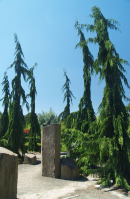 CHAMAECYPARIS nootkatensis 'Strict Weeping' - Strict Weeping Nootka False Cypress