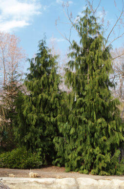 CHAMAECYPARIS nootkatensis 'Pendula' - Weeping Nootka False Cypress