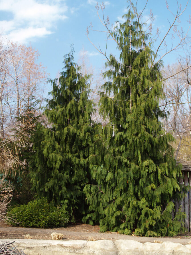 CHAMAECYPARIS nootkatensis 'Pendula' - Weeping Nootka False Cypress