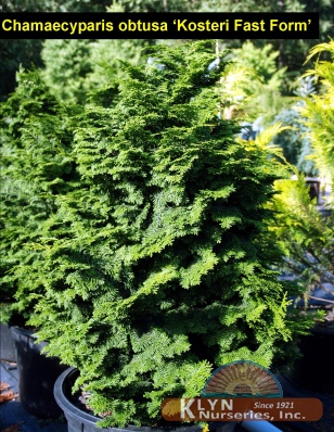 CHAMAECYPARIS obtusa 'Kosteri Fast Form' - Hinoki False Cypress