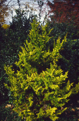 CHAMAECYPARIS obtusa 'Fernspray Gold' - Fernspray Gold Hinoki False Cypress