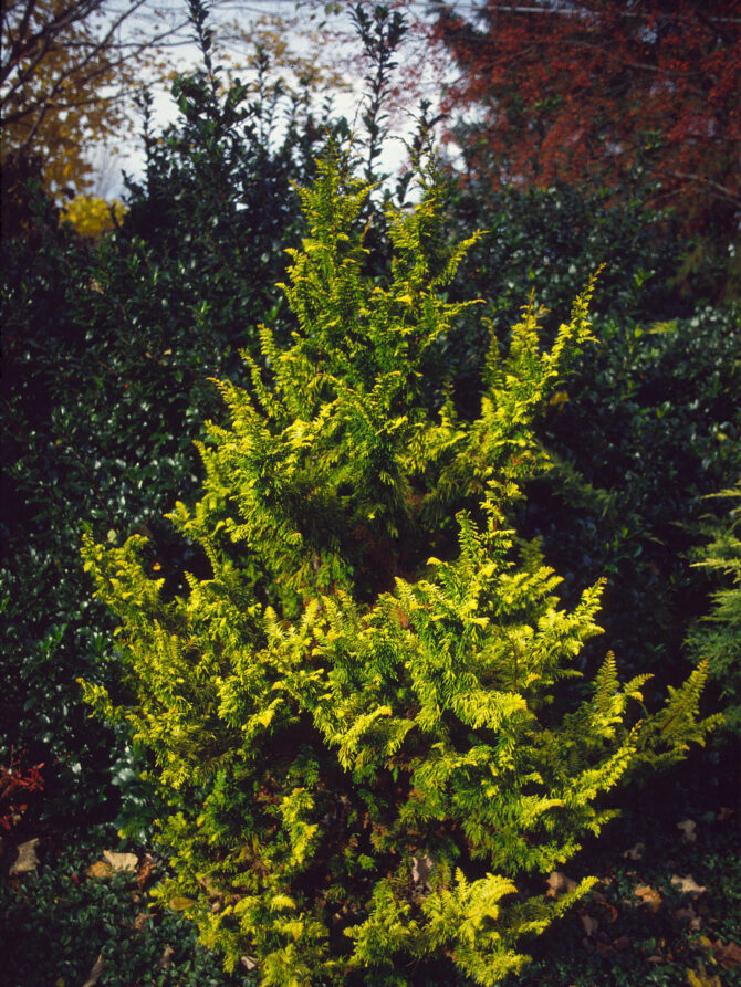 CHAMAECYPARIS obtusa 'Fernspray Gold' - Fernspray Gold Hinoki False Cypress