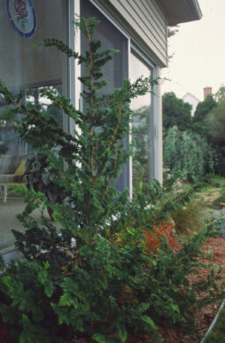 CHAMAECYPARIS obtusa 'Filicoides' - Fernspray False Cypress