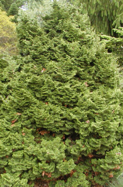 CHAMAECYPARIS obtusa 'Kosteri' - Koster Hinoki False Cypress