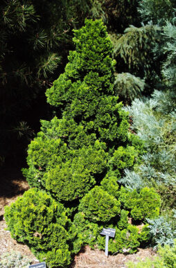 CHAMAECYPARIS obtusa 'Nana' - Dwarf Hinoki False Cypress