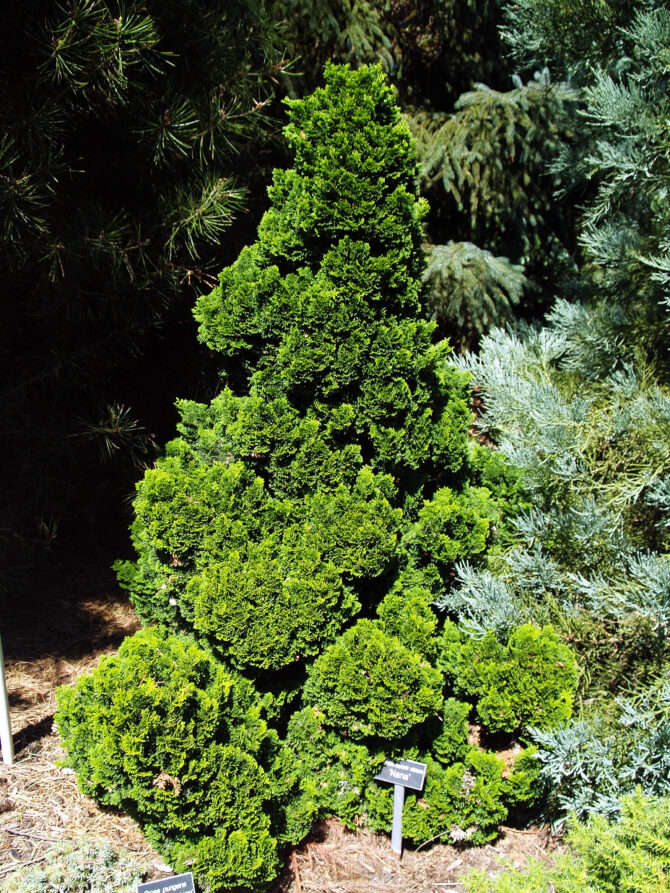 CHAMAECYPARIS obtusa 'Nana' - Dwarf Hinoki False Cypress