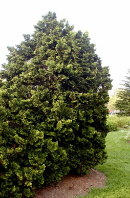 CHAMAECYPARIS obtusa 'Nana Gracilis' - Dwarf Hinoki False Cypress
