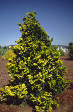 CHAMAECYPARIS obtusa 'Verdonii' - Verdon Gold False Cypress