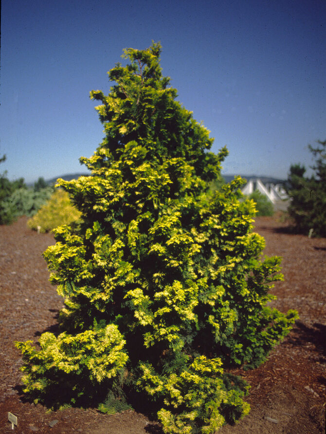 CHAMAECYPARIS obtusa 'Verdonii' - Verdon Gold False Cypress