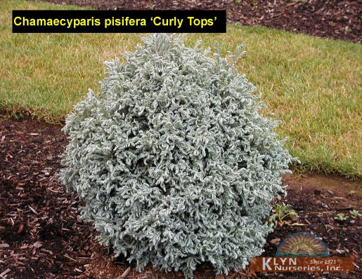 CHAMAECYPARIS pisifera 'Curly Tops' - Curly Tops False Cypress