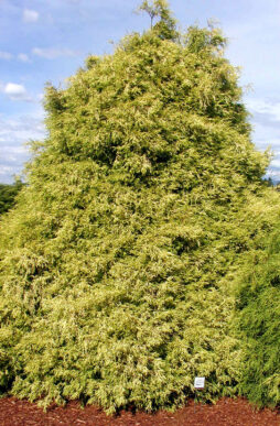 CHAMAECYPARIS pisifera 'Filifera Golden Mop' - Golden Mop False Cypress