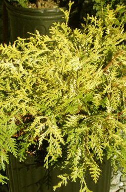 CHAMAECYPARIS pisifera 'Vintage Gold' - Vintage Gold False Cypress
