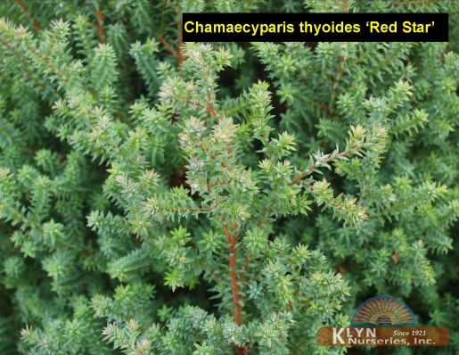 CHAMAECYPARIS thyoides 'Red Star' - Red Star White Cedar