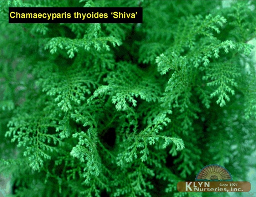 CHAMAECYPARIS thyoides 'Shiva' - Shiva White Cedar