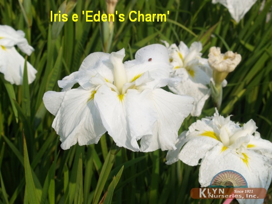 IRIS ensata 'Eden's Charm' - Japanese Iris