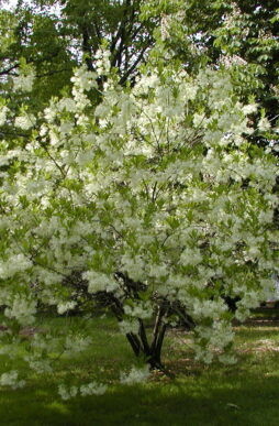 CHIONANTHUS virginicus - White Fringetree
