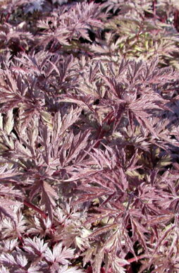 ACTAEA racemosa 'Pink Spike' - Pink Spike Black Cohosh