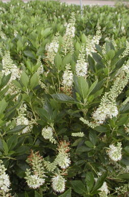 CLETHRA alnifolia 'Hummingbird' - Hummingbird Summersweet