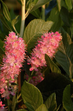 CLETHRA alnifolia 'Ruby Spice' - Ruby Spice Summersweet