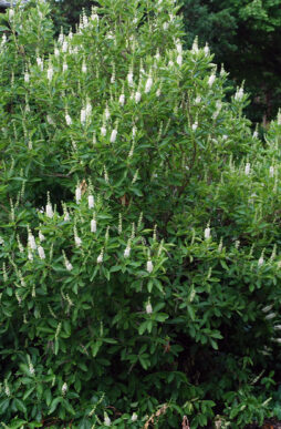 CLETHRA alnifolia - Summersweet/Sweet Pepperbush