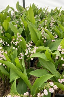 CONVALLARIA majalis var. rosea - Pink Lily-of-the-Valley