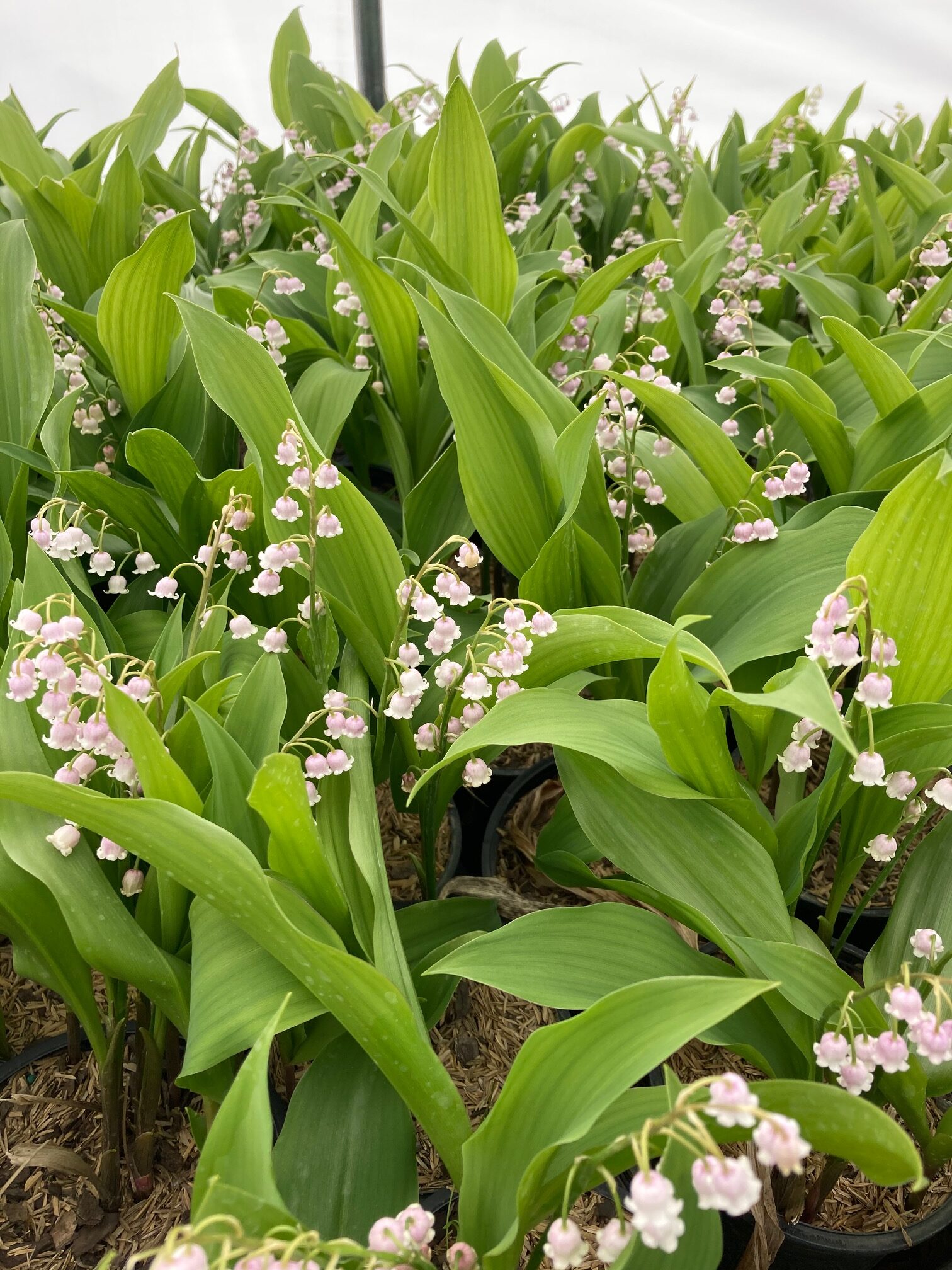 How to Grow Convallaria. Growing Lily of The Valley Flowers.