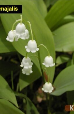CONVALLARIA majalis - Lily-of-the-Valley