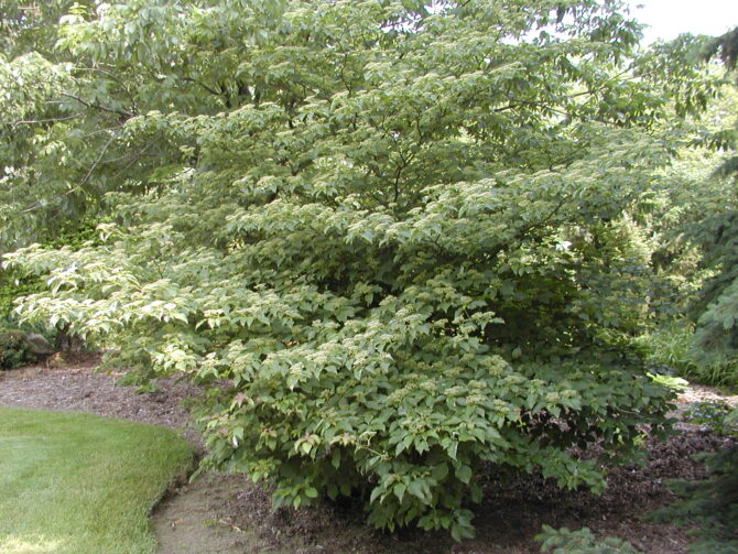 CORNUS alternifolia - Pagoda Dogwood