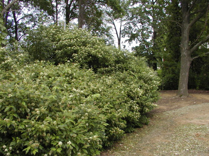 CORNUS racemosa - Gray Dogwood