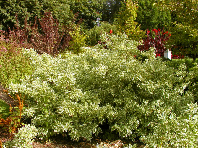 CORNUS sericea 'Silver and Gold' - Silver and Gold Dogwood